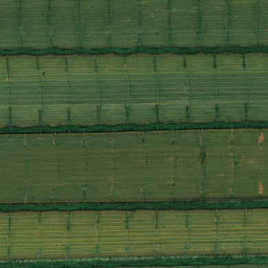 Reeds Drive - Wild Grass | Hollywood Wallcoverings (main)